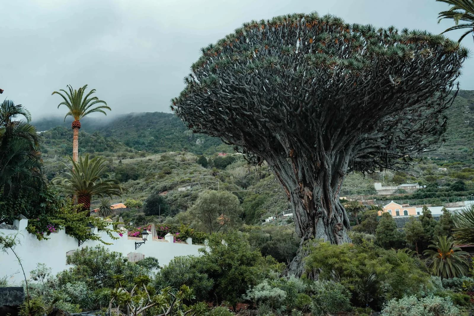 Le drago milenario d'Icod de los Vinos, arbre-dragon multicentenaire, sur la côte nord de Tenerife