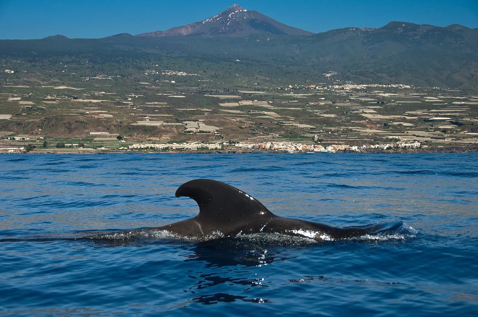 Globicéphale tropical qui sort sa nageoire dorsale au large de la côte ouest de Tenerife, avec le Teide au fond