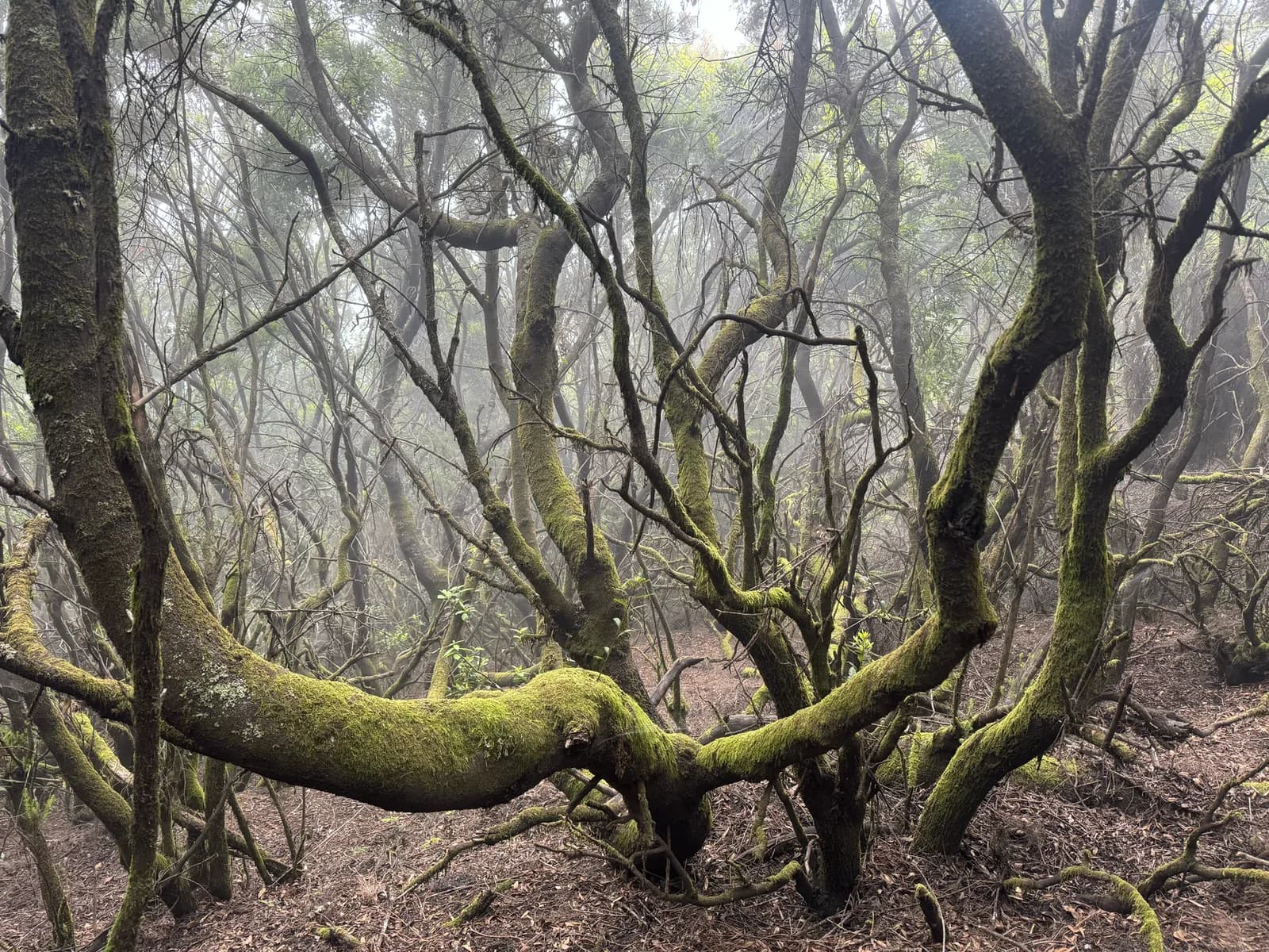 Laurisylve moussue dans la brume sur les hauteurs du nord de La Palma
