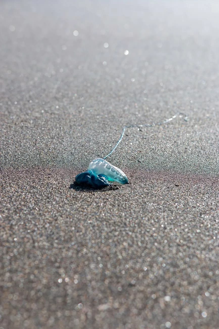 Physalie au flotteur bleu échouée sur une plage de sable volcanique sombre