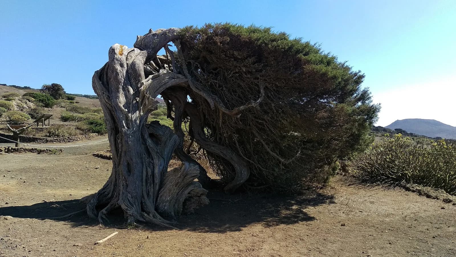 Sabina couchée à l'horizontale par les alizés, El Sabinar, El Hierro