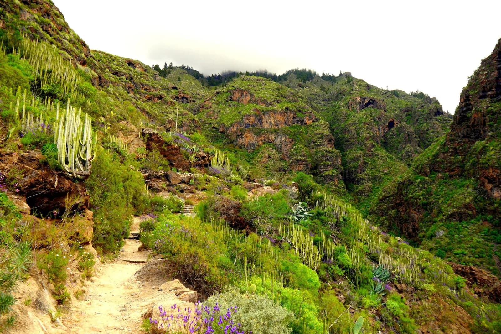 Sentier du Barranco del Infierno à Adeje, Tenerife : chemin de terre dans le ravin entre parois volcaniques, cactus et végétation