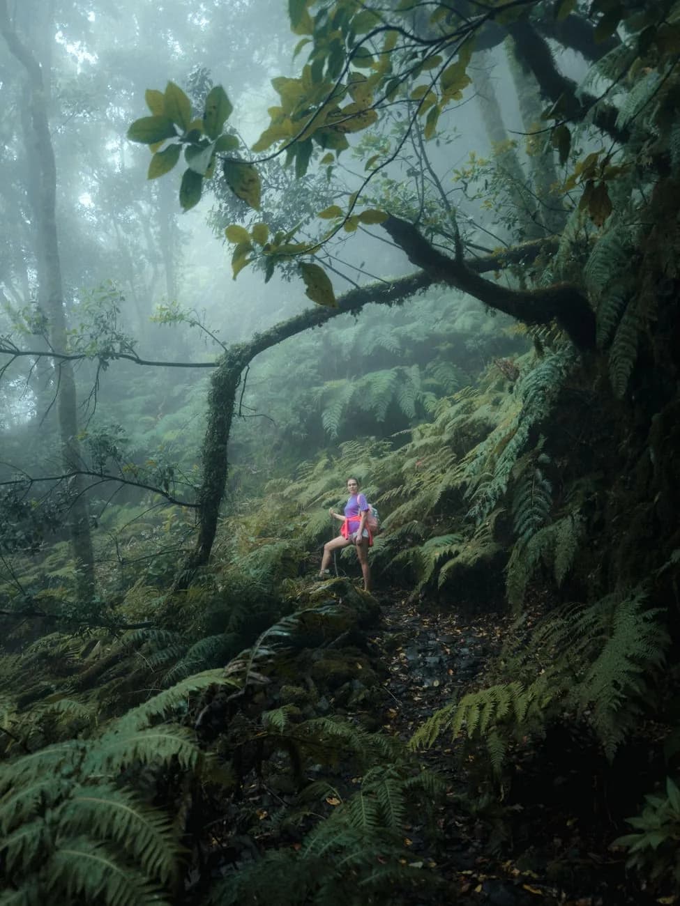 Sentier dans la laurisylve embrumée du parc rural d'Anaga, Tenerife