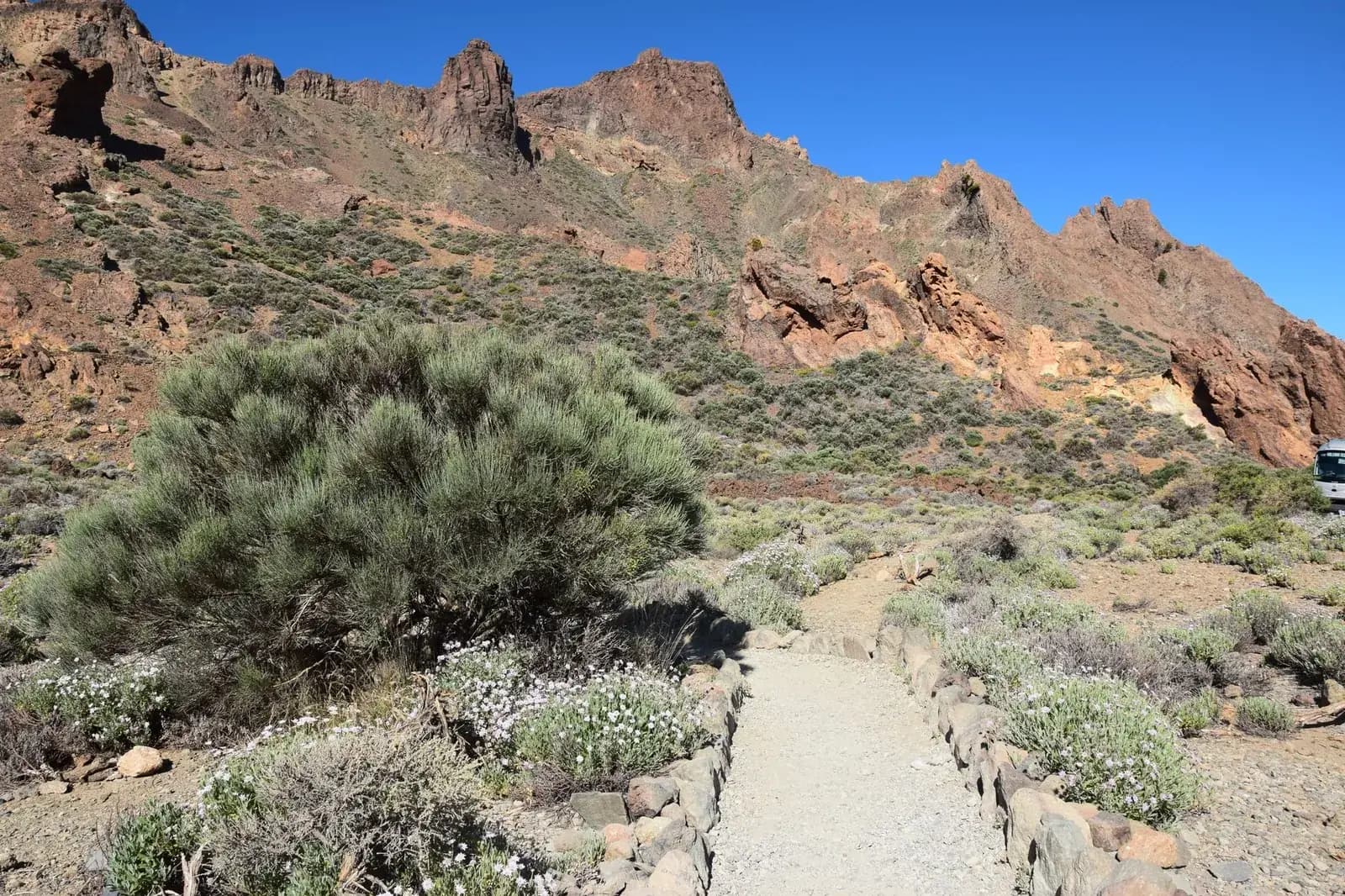 Sentier bordé de pierres entre les genêts en fleurs au pied des aiguilles rocheuses des Roques de García, parc national du Teide