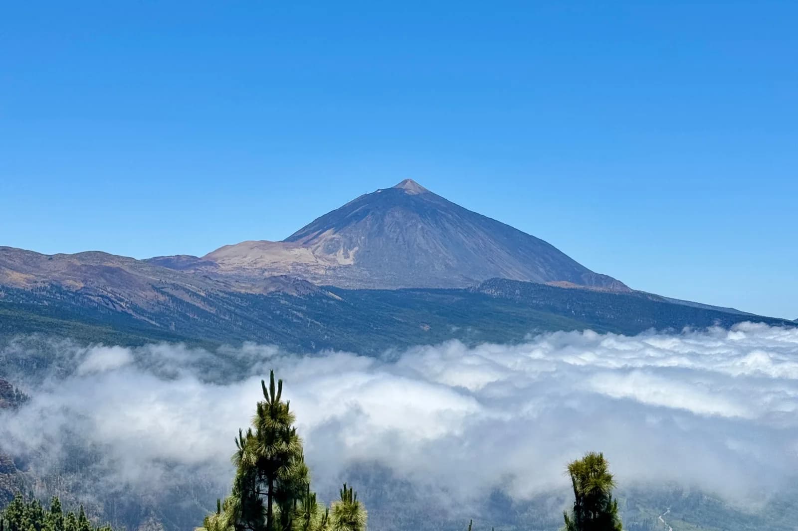 Le Teide au-dessus de la mer de nuages qui recouvre le versant nord, vu depuis la forêt de pins canariens, Tenerife