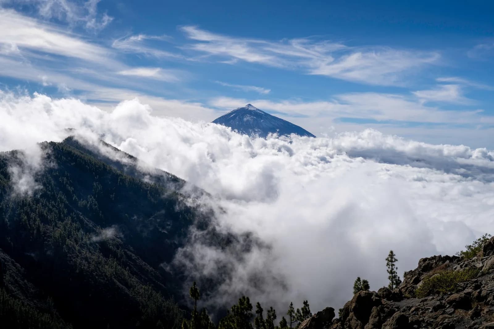 Le cône du Teide émergeant d'une mer de nuages au-dessus des pinèdes du versant nord de Tenerife