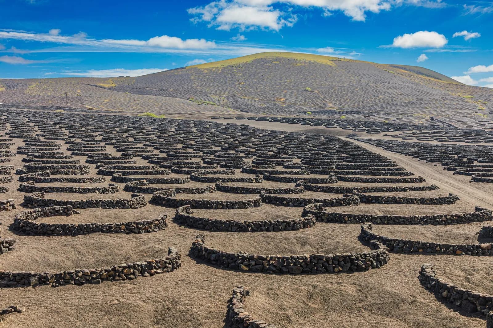 Cuvettes de vigne entourées de murets de pierre volcanique dans le vignoble de La Geria, Lanzarote