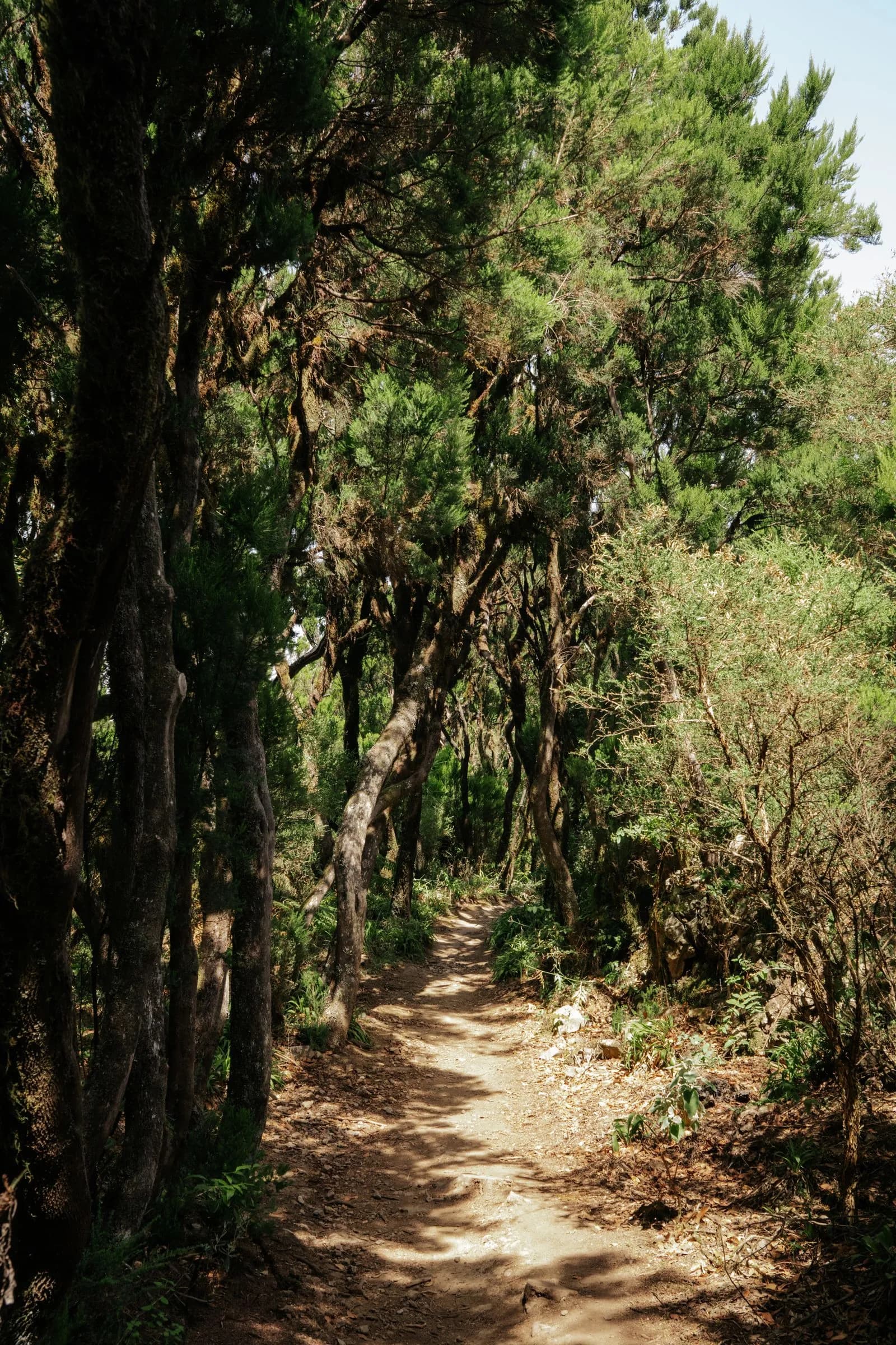 Forêt de lauriers de La Gomera